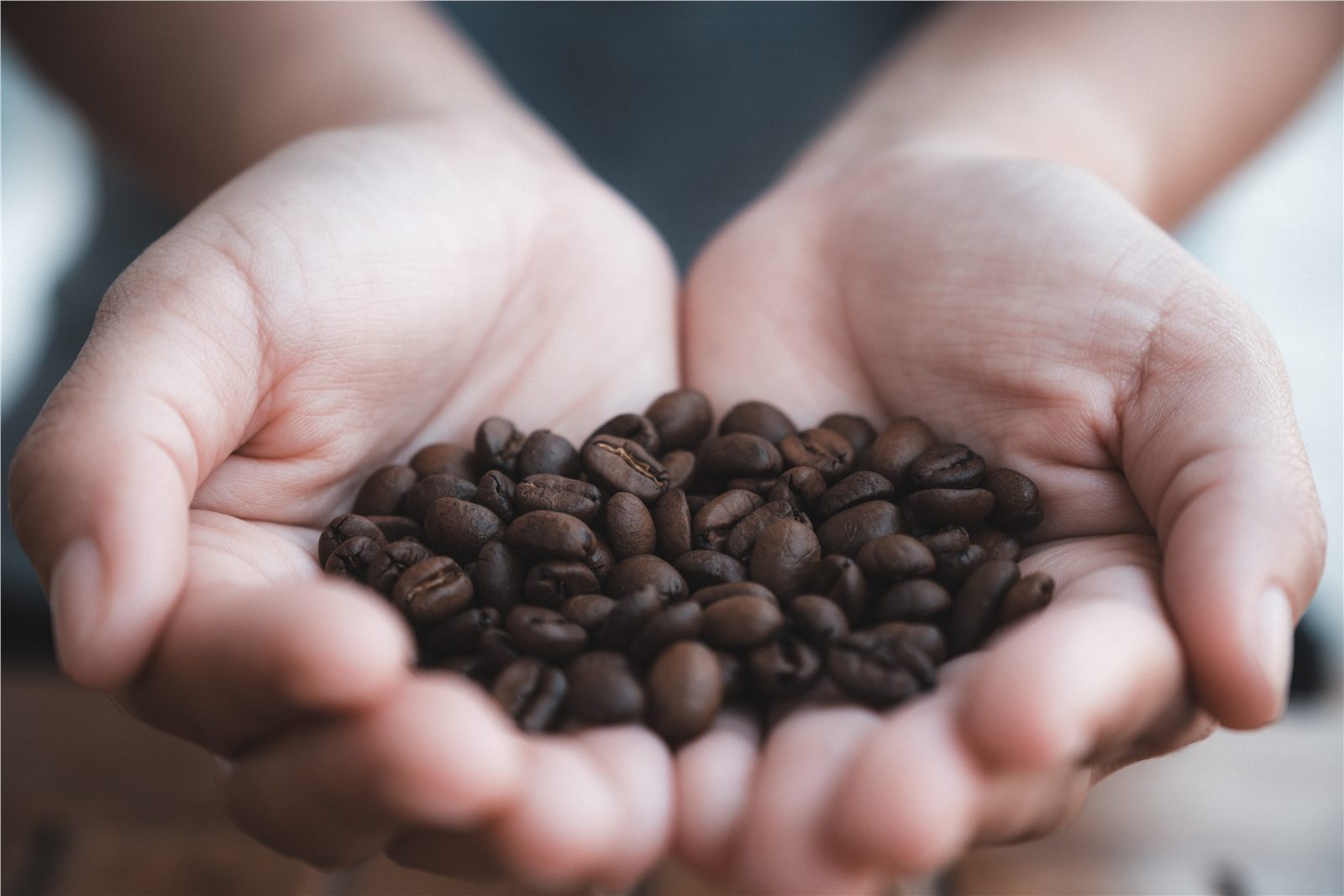Dark roasted coffee beans held in hands