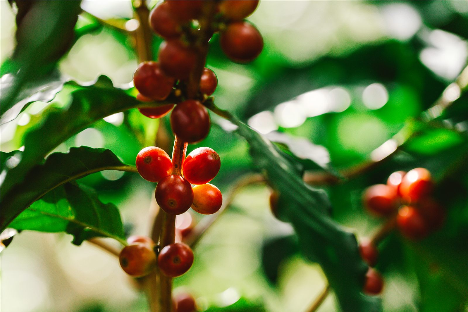 Coffee cherries ripening on a branch