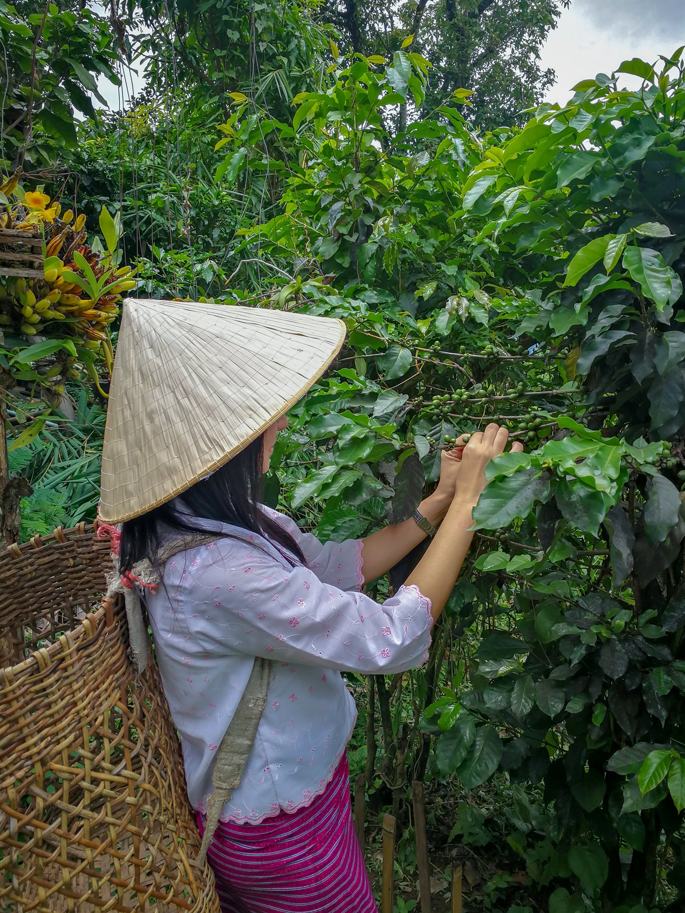 Woman harvesting coffee cherries in Vietnam